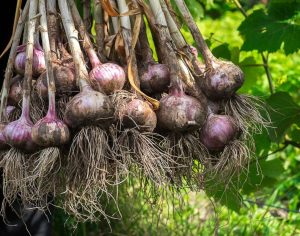 El ajo en la Guerra Civil era un alimento de supervivencia para los pobres: hoy es uno de los manjares más preciados de la cocina española