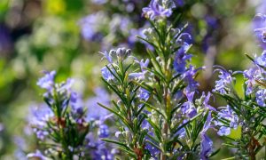 3 plantas aromáticas para perfumar y crear un ambiente relajante en casa, según los expertos en jardinería
