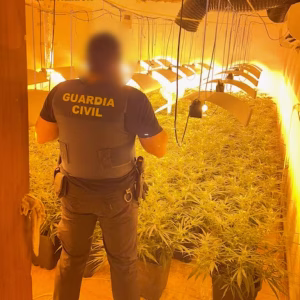 Detenido un matrimonio en Villena por cultivar marihuana en un inmueble